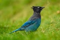 Steller`s jay Cyanocitta stelleri perching on the ground in the Rogers Pass area of the Glacier Natural Park, British Columbia, Royalty Free Stock Photo