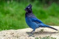 Steller`s jay Cyanocitta stelleri perching on the ground in the Rogers Pass area of the Glacier Natural Park, British Columbia,