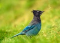 Steller`s jay Cyanocitta stelleri perching on the ground in the Rogers Pass area of the Glacier Natural Park, British Columbia, Royalty Free Stock Photo