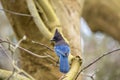 Steller's Jay (Cyanocitta stelleri) Royalty Free Stock Photo