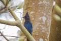 Steller's Jay (Cyanocitta stelleri) Royalty Free Stock Photo