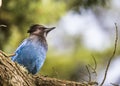 Steller`s Jay Cyanocitta stelleri Royalty Free Stock Photo