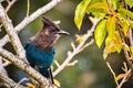 Steller`s Jay Cyanocitta stelleri Royalty Free Stock Photo