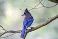 Steller`s Jay Cyanocitta stelleri Royalty Free Stock Photo