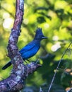 Steller`s Jay -- Cyanocitta Stelleri on Tree Limb Royalty Free Stock Photo