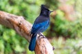 Stellers jay Royalty Free Stock Photo
