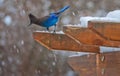 Steller`s Jay and falling snow