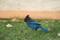 Steller\'s Jay feeding on the ground Royalty Free Stock Photo