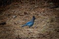 Steller`s jay, with its beautiful blue feathers and fine crest Royalty Free Stock Photo