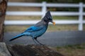 Steller`s jay, with its beautiful blue feathers and fine crest Royalty Free Stock Photo