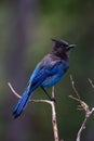 Steller`s Jay Royalty Free Stock Photo