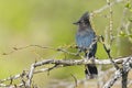 Steller`s Jay perched on branch Royalty Free Stock Photo