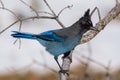 Steller`s Jay On A Tree Branch Royalty Free Stock Photo