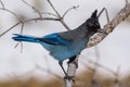 Steller`s Jay On A Tree Branch