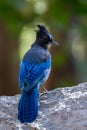 Steller's jay, Yosemite National Park Royalty Free Stock Photo