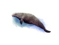 Steller's sea cow