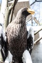 Steller`s Sea-eagle beak, Haliaeetus pelagicus, Falconiformes, Accipitridae, large diurnal bird of prey Royalty Free Stock Photo