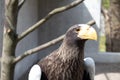 Steller`s Sea-eagle beak, Haliaeetus pelagicus, Falconiformes, Accipitridae, large diurnal bird of prey Royalty Free Stock Photo