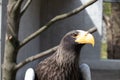 Steller`s Sea-eagle beak, Haliaeetus pelagicus, Falconiformes, Accipitridae, large diurnal bird of prey Royalty Free Stock Photo