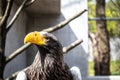 Steller`s Sea-eagle beak, Haliaeetus pelagicus, Falconiformes, Accipitridae, large diurnal bird of prey Royalty Free Stock Photo