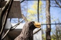 Steller`s Sea-eagle beak, Haliaeetus pelagicus, Falconiformes, Accipitridae, large diurnal bird of prey Royalty Free Stock Photo