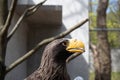 Steller`s Sea-eagle beak, Haliaeetus pelagicus, Falconiformes, Accipitridae, large diurnal bird of prey Royalty Free Stock Photo