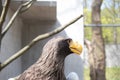 Steller`s Sea-eagle beak, Haliaeetus pelagicus, Falconiformes, Accipitridae, large diurnal bird of prey Royalty Free Stock Photo