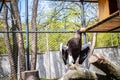 Steller`s Sea-eagle beak, Haliaeetus pelagicus, Falconiformes, Accipitridae, large diurnal bird of prey Royalty Free Stock Photo