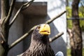 Steller`s Sea-eagle beak, Haliaeetus pelagicus, Falconiformes, Accipitridae, large diurnal bird of prey Royalty Free Stock Photo