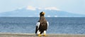 Steller`s sea eagle. Blue sky and ocean background.