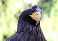 Steller's sea eagle closeup portrait stellers seaeagle