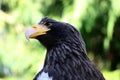 Steller's sea eagle closeup portrait stellers seaeagle