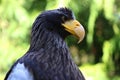 Steller's sea eagle closeup portrait stellers seaeagle