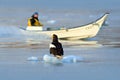 Steller`s sea eagle with fish boat, Haliaeetus pelagicus, morning sunrise, Hokkaido, Japan. Eagle floating in sea ice. Wildlife b Royalty Free Stock Photo