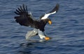 Steller`s sea eagle fishing. Blue water natural background Royalty Free Stock Photo