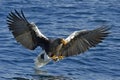 Steller`s sea eagle fishing. Blue water natural background Royalty Free Stock Photo