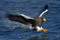 Steller`s sea eagle fishing. Blue water natural background Royalty Free Stock Photo