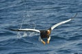 Steller`s sea eagle fishing. Blue water natural background Royalty Free Stock Photo