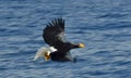 Steller`s sea eagle fishing. Blue water natural background Royalty Free Stock Photo