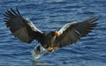 Steller`s sea eagle fishing. Blue water natural background Royalty Free Stock Photo