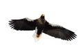 Steller`s sea eagle in flight.