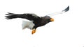 Steller`s sea eagle in flight. Royalty Free Stock Photo