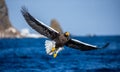 Steller`s sea eagle in flight on the background of the sea, sky and rocks with prey in its paws. Royalty Free Stock Photo