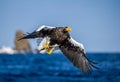 Steller`s sea eagle in flight on the background of the sea, sky and rocks with prey in its paws. Royalty Free Stock Photo