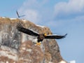 Steller`s sea eagle in flight on the background of the shore and rocks. Japan. Hokkaido. Royalty Free Stock Photo