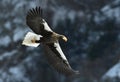 Steller`s sea eagle in flight. Blue water natural background Royalty Free Stock Photo