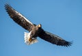 Steller`s sea eagle in flight. Front view. Blue sky background.