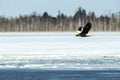 Steller`s sea eagle in flight, Hokkaido, Japan, majestic sea raptors with big claws and beaks, wildlife scene from nature,birding Royalty Free Stock Photo