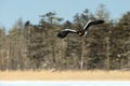 Steller`s sea eagle in flight, Hokkaido, Japan, majestic sea raptors with big claws and beaks, wildlife scene from nature,birding Royalty Free Stock Photo