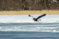 Steller`s sea eagle in flight, Hokkaido, Japan, majestic sea raptors with big claws and beaks, wildlife scene from nature,birding Royalty Free Stock Photo